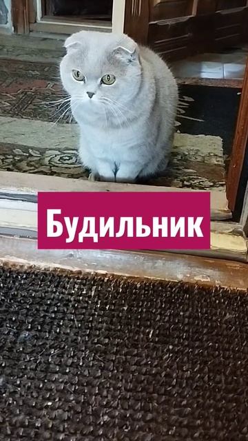 В понедельник...🤣 #прикольнаяозвучка смотреть онлайн