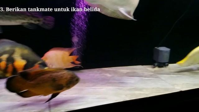 4 TIPS CARA PELIHARA IKAN BELIDA смотреть онлайн