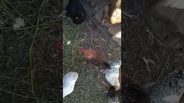 Мои братья и сестры,а также мои животные!!! смотреть онлайн