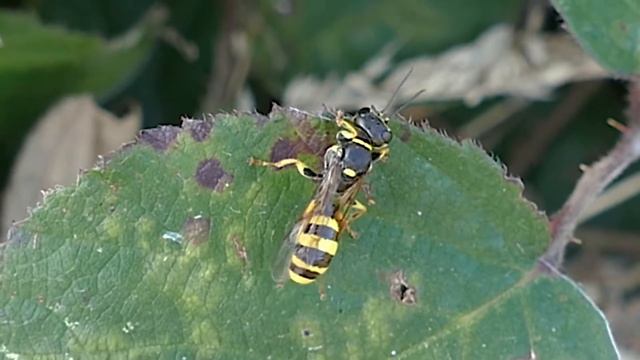 The Field Digger Wasp смотреть онлайн