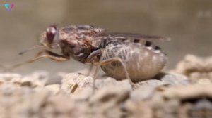 ▽ Самые опасные животные африканского континента