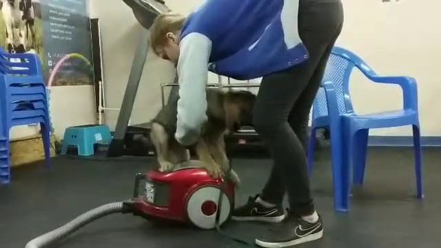 Дрессировка щенка. Приучение к пылесосу 2 смотреть онлайн