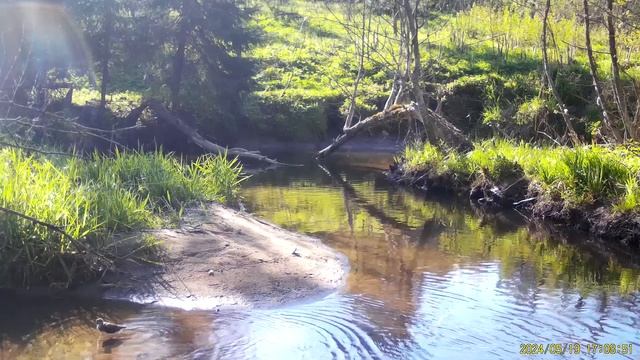 Кулик прихорашивается - 2024.05.19 смотреть онлайн
