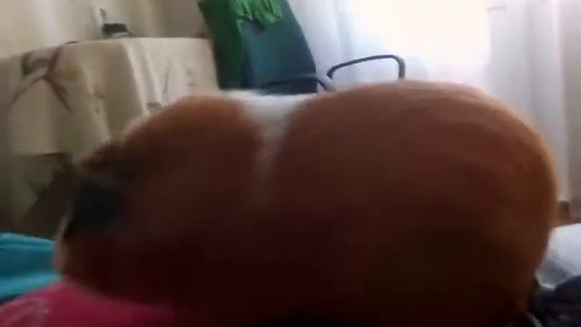 Морская свинка!!! Питомцев любят все!!!!!! смотреть онлайн