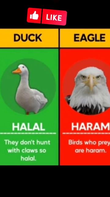 Halal and Haram Animals Meat In Islam | #viral #shorts #islamicstatus #islamic смотреть онлайн