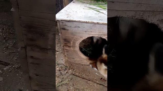 1074. Дикая лиса Маркиза и кот Амур, игра. смотреть онлайн