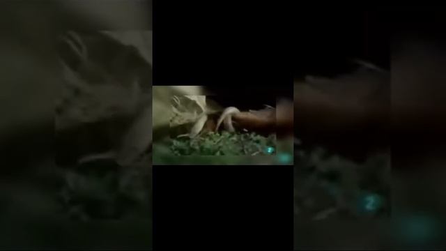Схватки животных смотреть онлайн