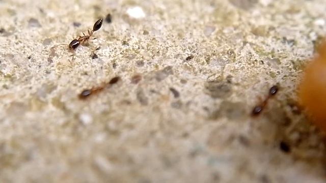 Nylanderia sp e Monomorium floricola disputando alimento смотреть онлайн