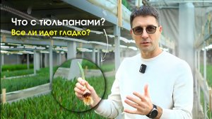 Обзор выгонки: показываем рост тюльпанов, уход и условия в теплице