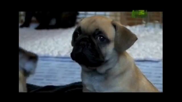 Dogs 101 gets pissed off with le Dingo смотреть онлайн