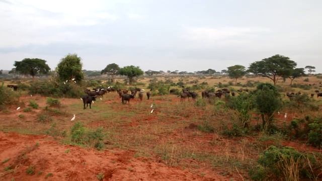 2017.UGA.MurchisonFallsNP.Буйволы уходят смотреть онлайн