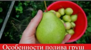 Как часто поливать грушу /САЖЕНЦЫ И ВЗРОСЛЫЕ ДЕРЕВЬЯ