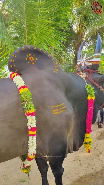 🎉Heavy Weight Hero⚔️Veerappan | Mass Entry | #jallikattu #trendingshorts #reels #story смотреть онлайн