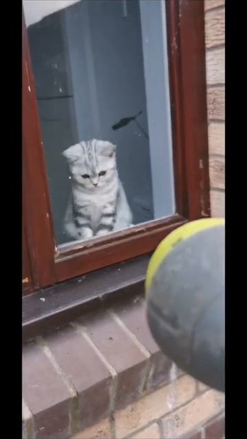 I JUST FOUND THIS SOUND BRITISHSHORTHAIR PETS KITTEN CAT смотреть онлайн