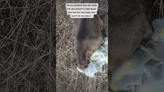 Had 3 lost two then week later she lost her last puppy смотреть онлайн