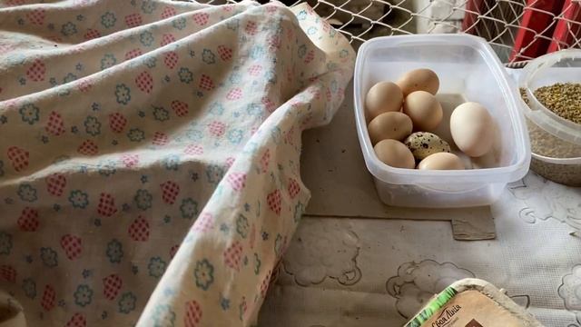 Цыплята почтой смотреть онлайн