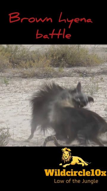 brown hyena battle#animals #short #youtubeshorts #hyena#wildcircle10x смотреть онлайн