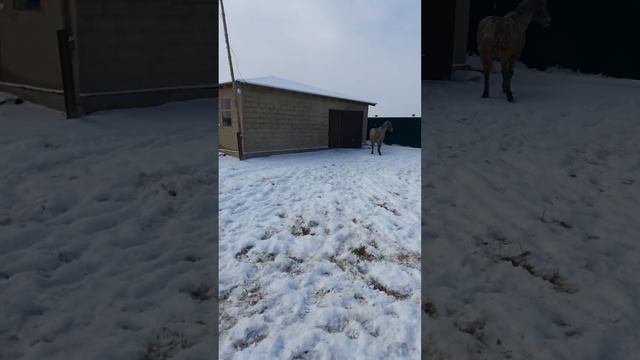 Местная порода ШШҚ смотреть онлайн