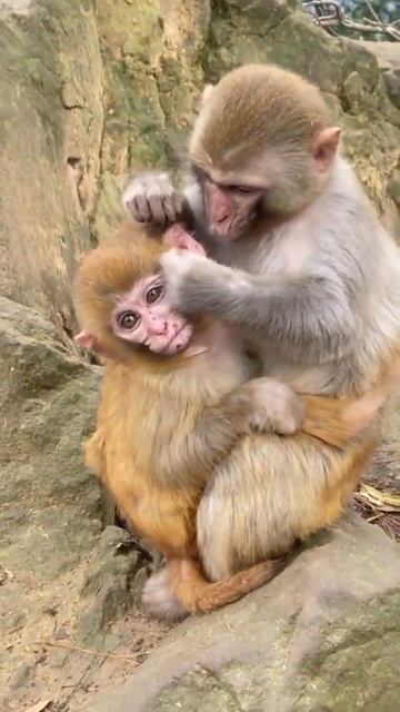 Baby Animals 🐵 Funny Monkey and Cute animal Compilation (2022) Loros Adorables Recopilación#shorts смотреть онлайн