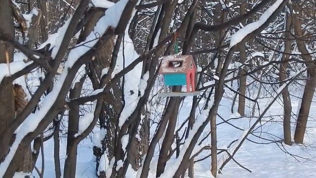 DSCN4327 25 01 2017 Г ДЯТЕЛКА ПОПАЛ В КАДР СЕГОДНЯ ... смотреть онлайн