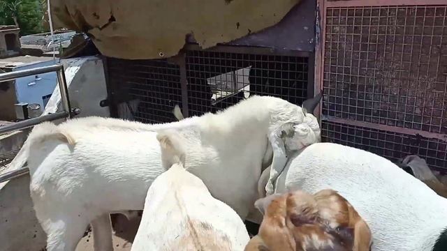 2 dant qurbani bakre 11 bakro ka lot смотреть онлайн