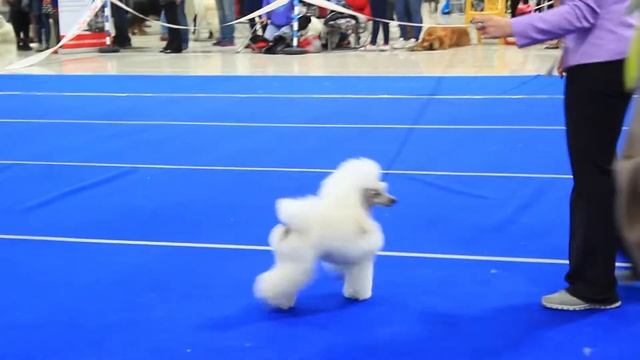 International Dog Show "Cемиречье-2017" Almaty. Part 8 смотреть онлайн