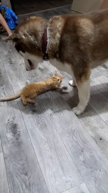 Байкала тошнит от кота смотреть онлайн