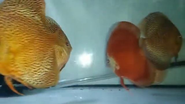 Discus Leopard Snake Skin смотреть онлайн