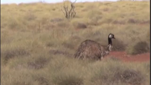 EMU - Second TALLEST bird in the world смотреть онлайн