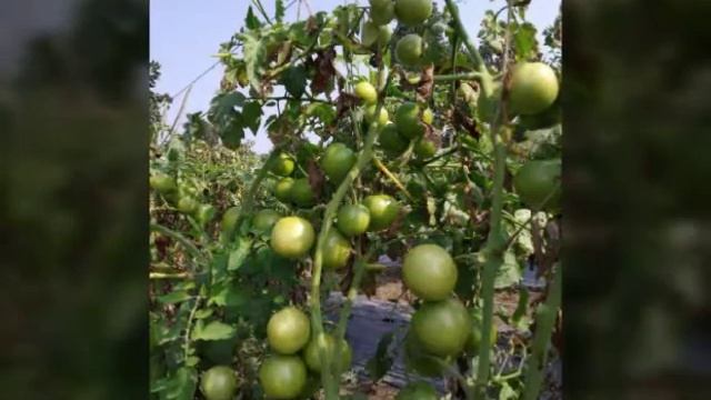 Advanta upl goldan seeds TD смотреть онлайн