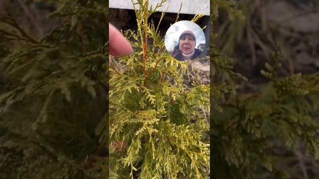 Красавица золотая туя