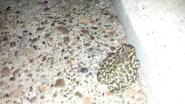 Жаба подстанционная смотреть онлайн