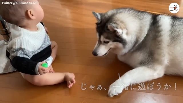 とっても優しいハスキー犬が、赤ちゃんのお姉さんに♡ ハスキー流の子育て日記 смотреть онлайн