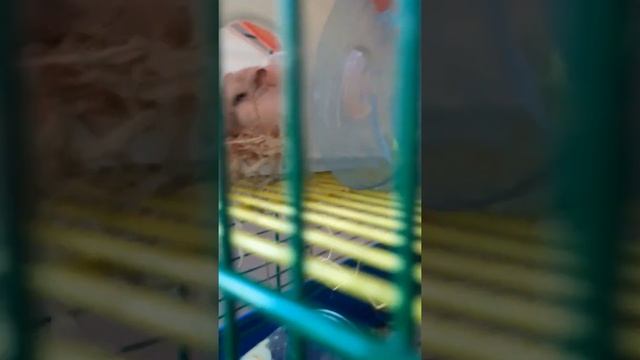 Мои жывотные за мной скучают смотреть онлайн
