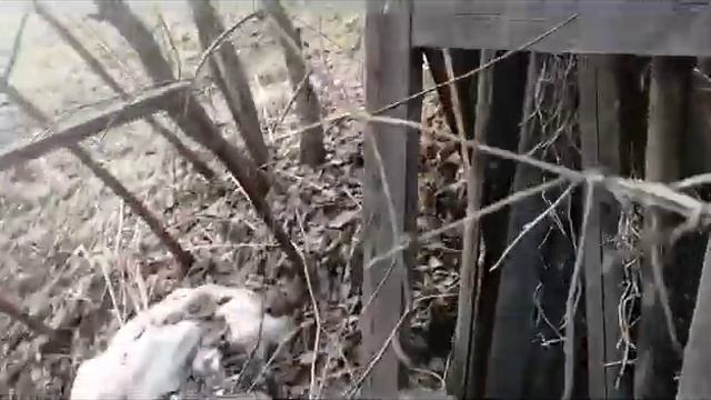 Гнездо певчих Дроздов . смотреть онлайн