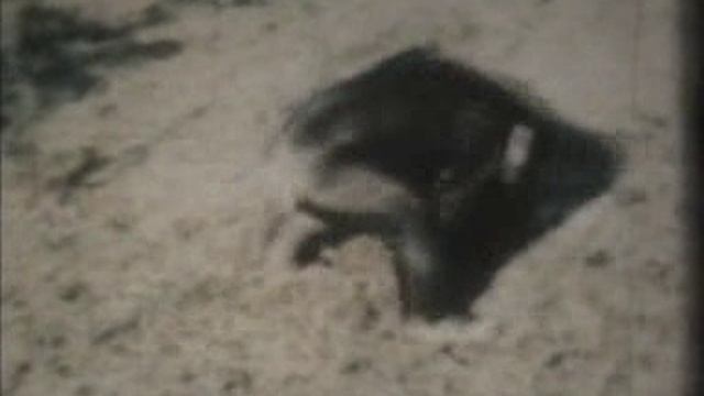 Короткометражный док. фильм 8 мм / ОБЕЗЬЯНИЙ ОСТРОВ ( БЕЗ ЗВУКА ) Сер 20 век смотреть онлайн