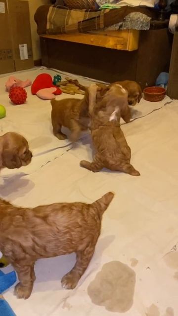 Защитник девочек - Defender of girls. #Shorts смотреть онлайн