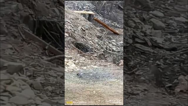 Новые посетители лесного ресторанчика......Прилетели трясогузки и чекан...... смотреть онлайн