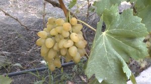 Виноград сорта Аркадия