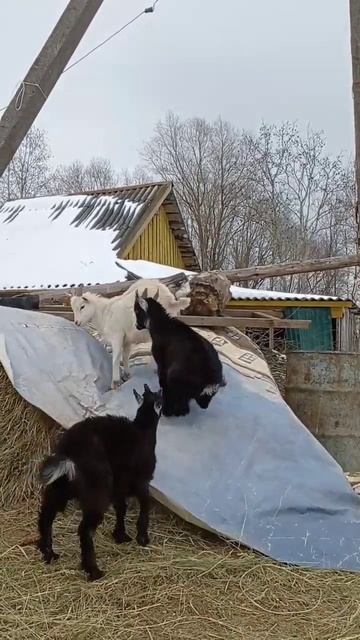 Козлята играют прыгают бодаются смотреть онлайн