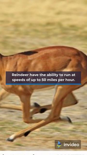 DEER FACTS_ Deer can run up to 35 miles per hour. #Shorts смотреть онлайн