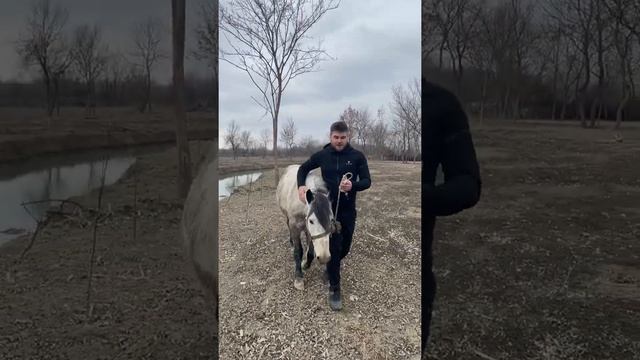 Путешествие по Чечне | Седлаем лошадей смотреть онлайн