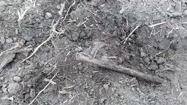 Добиваю поле, где поднял крестовик. смотреть онлайн