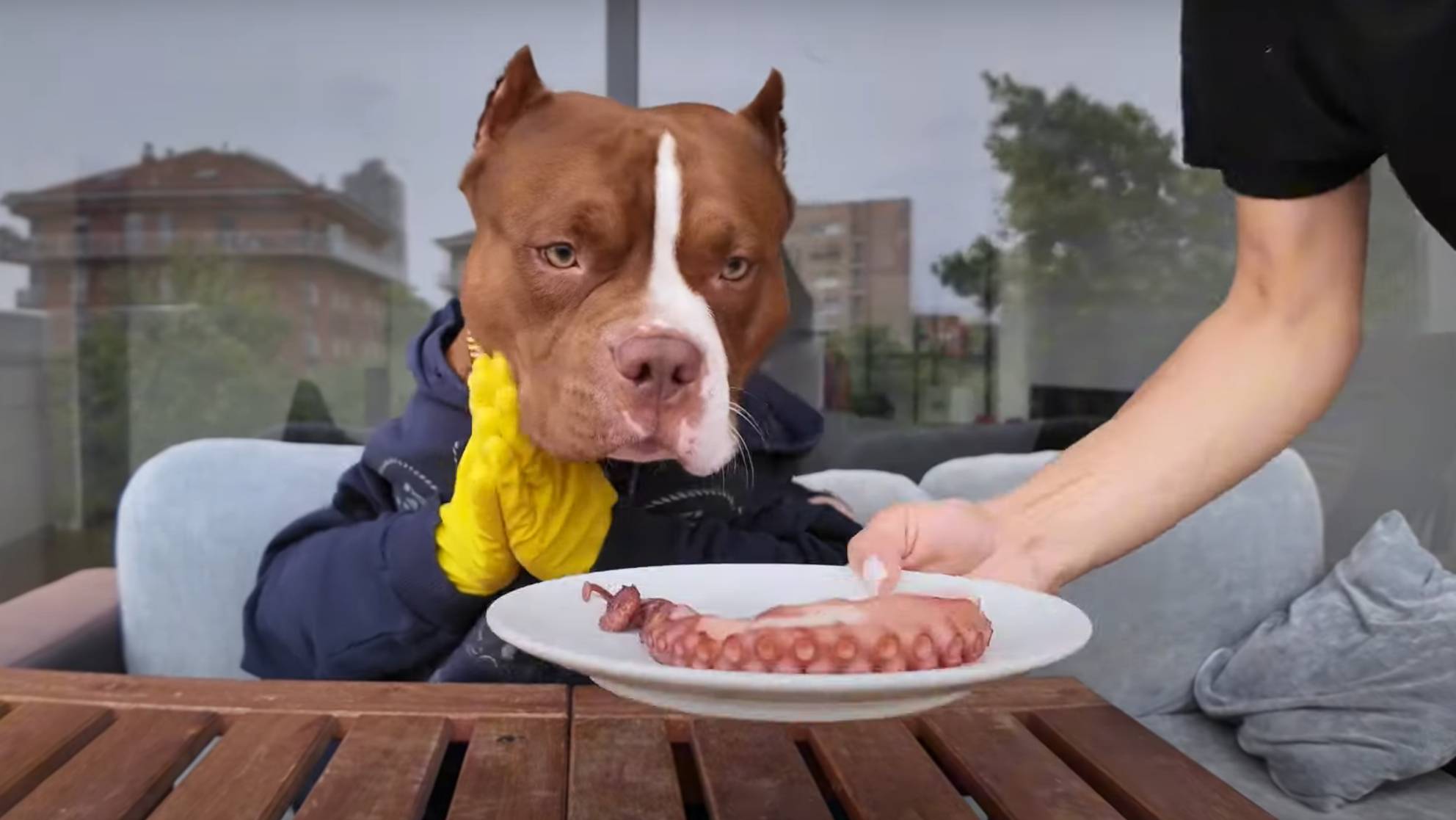 шарик заказал себе морепродукты смотреть онлайн