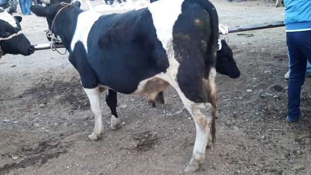 Фаргона В Багдод Мол Бозори. | Fargona V Bagdod Mol Bozori.