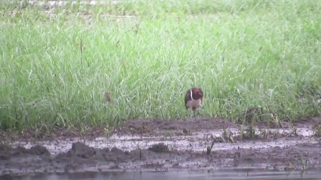 屏東縣的彩鷸（2015-05）