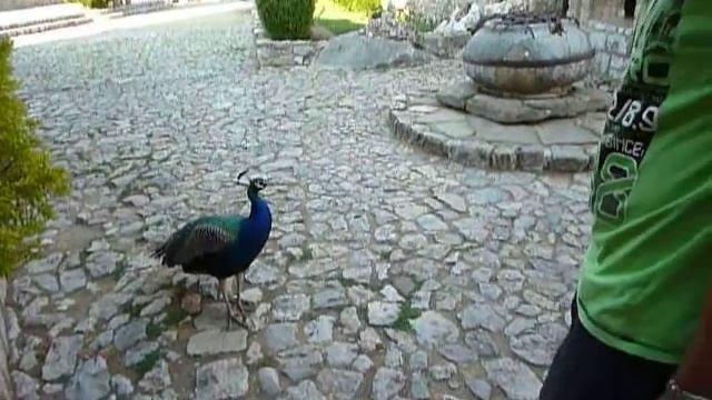 Ohrid. павлины в монастыре. смотреть онлайн