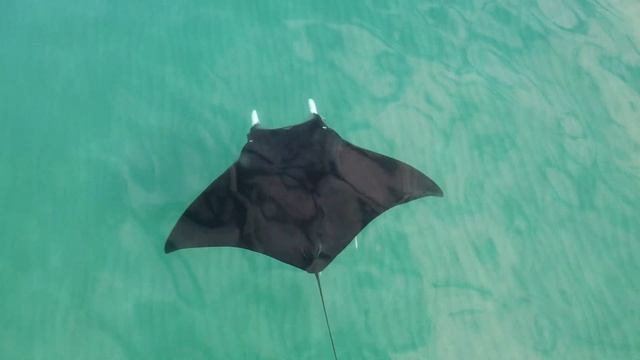 Manta Ray- Drone footage смотреть онлайн