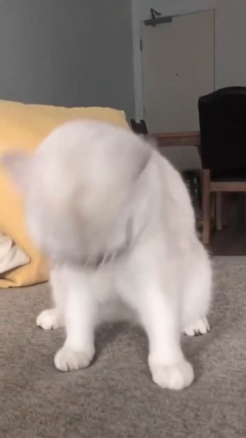 Coolest cat around! | Coby the Cat #shorts смотреть онлайн
