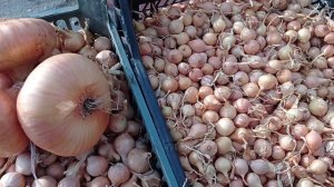 Лук севок Мячковский